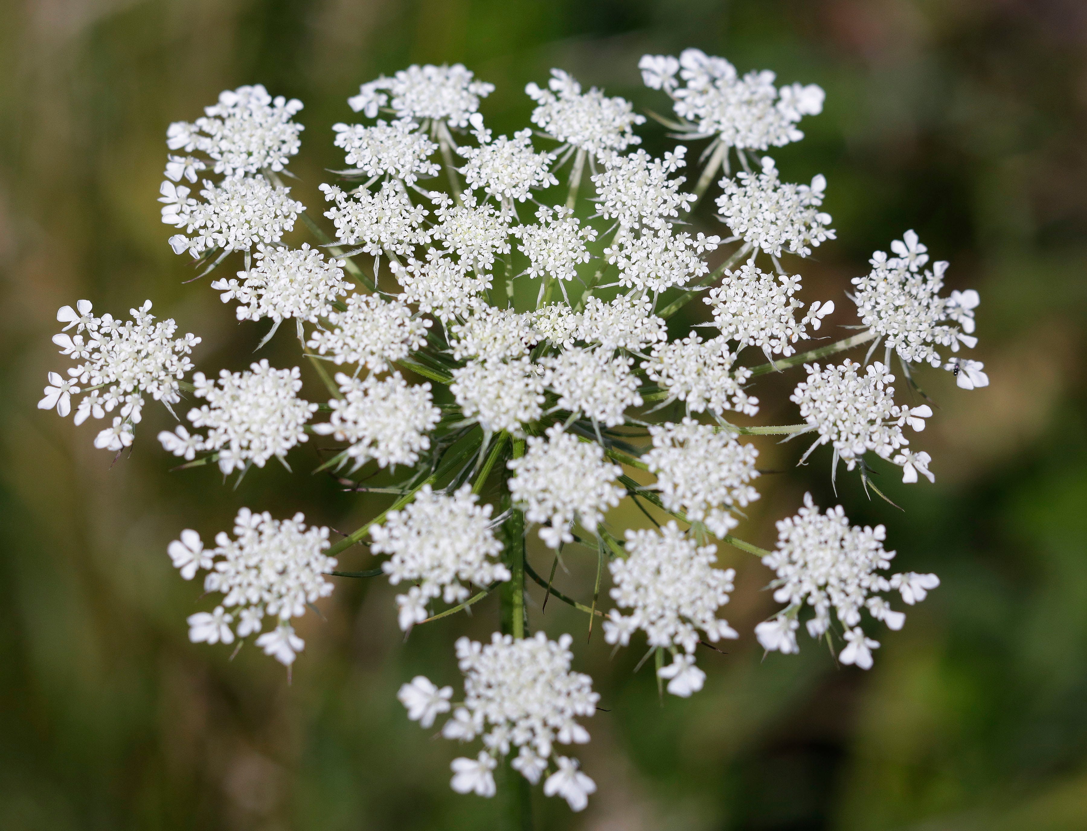 st annes lace